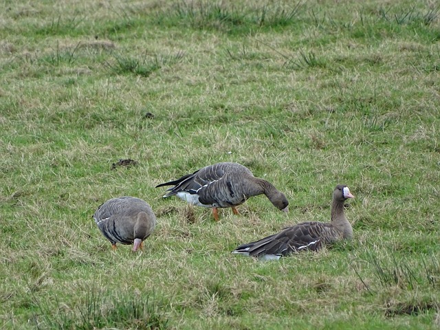 不仅展示了 不仅展示了
